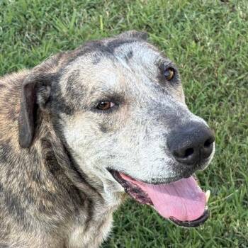 Bo -  Great Dane and Catahoula Leopard Dog Dog for Adoption in Brenham, Texas - Bo | PetCurious