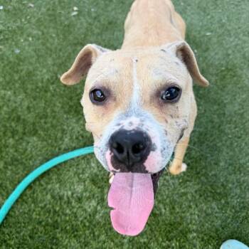 Amex -  Mixed Breed Dog for Adoption in Philadelphia, Pennsylvania - Amex | PetCurious