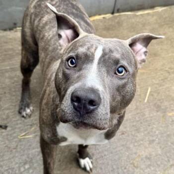Pit Bull Terrier Dogs Available for Adoption in Northbrook, Illinois - Daphne | PetCurious
