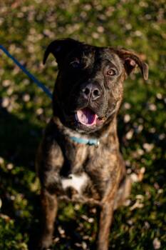Comet -  Mastiff Dog for Adoption in Frankfort, New York - Comet | PetCurious