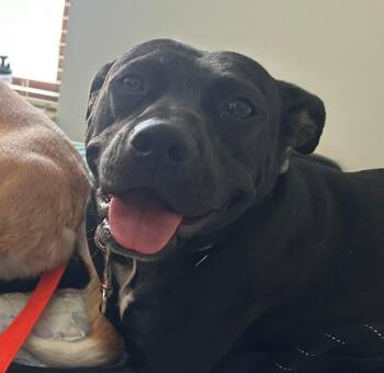 Labrador Retriever and Mixed Breed Dogs Available for Adoption in West Milwaukee, Wisconsin - Dina $400 | PetCurious