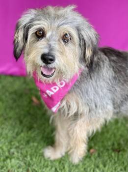 SOPHIE -  Schnauzer Dog for Adoption in Rowland Heights, California - SOPHIE | PetCurious
