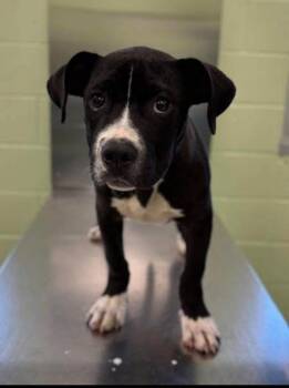Pit Bull Terrier and Mixed Breed Dogs Available for Adoption in Blountville, Tennessee - Mogul | PetCurious