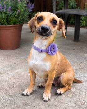 Minkie -  Chiweenie Dog for Adoption in Crosby, Texas - Minkie | PetCurious