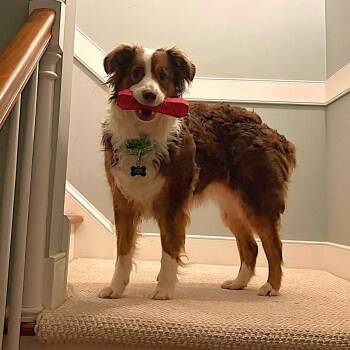 Novella -  Australian Shepherd Dog for Adoption in Alexandria, Virginia - Novella | PetCurious
