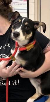 Annie Oakley -  Australian Shepherd and Mixed Breed Dog for Adoption in Fishers, Indiana - Annie Oakley | PetCurious