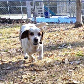 Rescue Basset Hound Dogs for Adoption in Athens, Alabama - Snowy | PetCurious