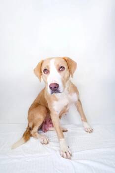 Dixie -  Labrador Retriever Dog for Adoption in Bixby, Oklahoma - Dixie | PetCurious
