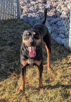 Mixed Breed Dogs Available for Adoption in Missoula, Montana - Apollo | PetCurious