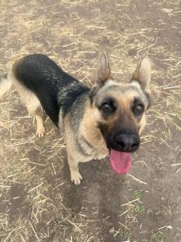 German Shepherd Dog Dogs Available for Adoption in Suamico, Wisconsin - Monica | PetCurious