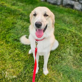 Elsa -  Anatolian Shepherd Dog for Adoption in Spokane, Washington - Elsa | PetCurious