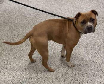 Pit Bull Terrier and Mixed Breed Dogs Available for Adoption in Kansas City, Missouri - Applesauce | PetCurious