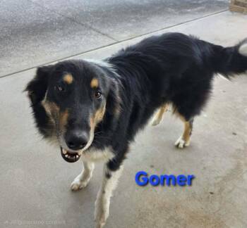Australian Shepherd and Collie Dogs Available for Adoption in Crocker, Missouri - Gomer | PetCurious