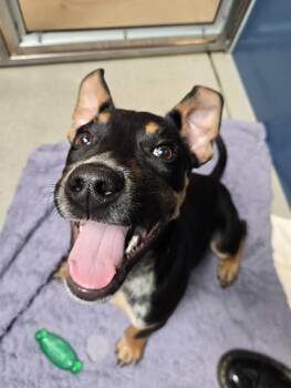 Diego -  Mixed Breed Dog for Adoption in Bellingham, Washington - Diego | PetCurious