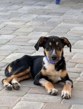 Doberman Pinscher Dogs Available for Adoption - Junior | PetCurious