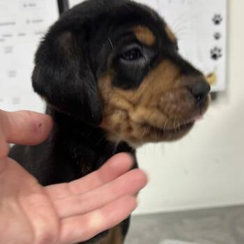 Hound Dogs Available for Adoption in Parrish, Alabama - Scott | PetCurious