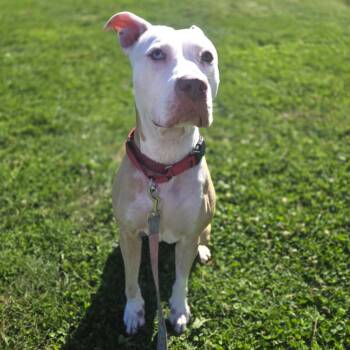 Symphony -  Pit Bull Terrier Dog for Adoption in Champaign, Illinois - Symphony | PetCurious