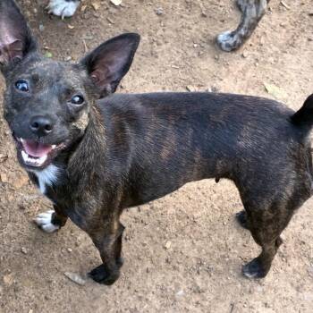 Paloma -  Chihuahua and Mixed Breed Dog for Adoption in Pelham, New Hampshire - Paloma | PetCurious