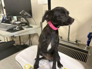 A256018 -  Chihuahua and Mixed Breed Dog for Adoption in Visalia, California - A256018 | PetCurious