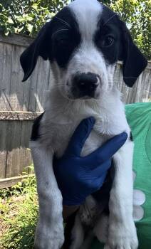 Panthro -  Labrador Retriever and Australian Shepherd Dog for Adoption in Bull Valley, Illinois - Panthro | PetCurious