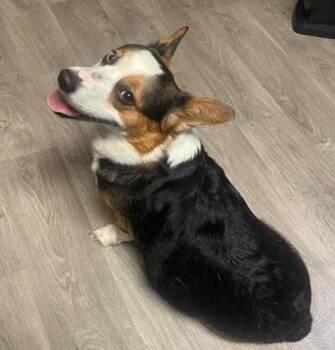 Rescue Cardigan Welsh Corgi Dogs for Adoption in Annapolis, Maryland - Nori | PetCurious