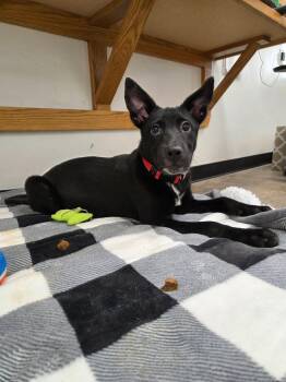 Rambo -  Mixed Breed Dog for Adoption in Roosevelt, Utah - Rambo | PetCurious