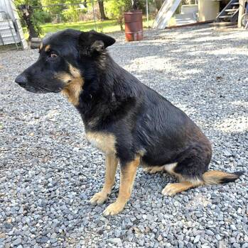 Rescue German Shepherd Dog Dogs for Adoption in Longview, Texas - Gigi | PetCurious