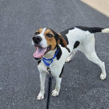Hound Dogs Available for Adoption in Shepherdsville, Kentucky - Lainey | PetCurious