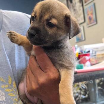 Otis -  Chihuahua and Wirehaired Terrier Dog for Adoption in Kingman, Kansas - Otis | PetCurious
