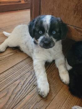 CHANDLER -  Australian Shepherd and Mixed Breed Dog for Adoption in Cincinnati, Ohio - CHANDLER | PetCurious
