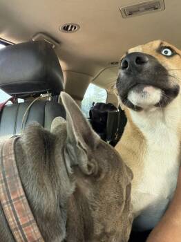 Piper -  Shepherd Dog for Adoption in Concord, California - Piper | PetCurious