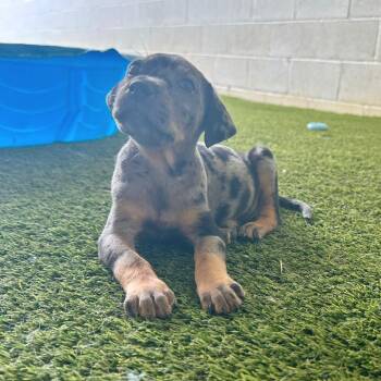 Strawberry Field 5777 -  Mixed Breed Dog for Adoption in Loxahatchee Groves, Florida - Strawberry Field 5777 | PetCurious