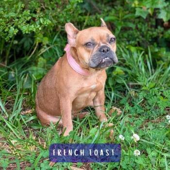 French Toast(hw+) 06-0303 -  French Bulldog Dog for Adoption in Tyrone, Georgia - French Toast(hw+) 06-0303 | PetCurious