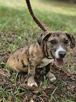Clarabelle *LOCAL* -  Dachshund and Catahoula Leopard Dog Dog for Adoption in South Kingstown, Rhode Island - Clarabelle *LOCAL* | PetCurious