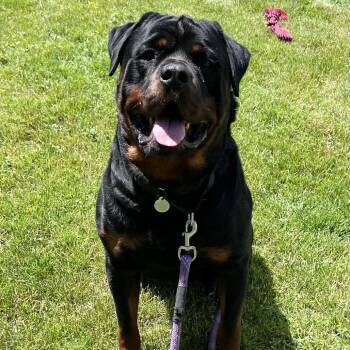 Atlas -  Rottweiler Dog for Adoption in Pittsford, Vermont - Atlas | PetCurious