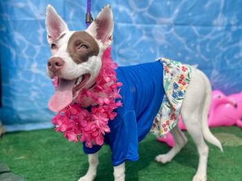 ABBY -  Mixed Breed Dog for Adoption in Charlotte, North Carolina - ABBY | PetCurious