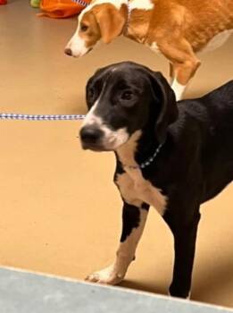 Fred -  Labrador Retriever and Hound Dog for Adoption in Statesville, North Carolina - Fred | PetCurious
