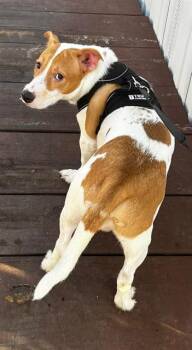 Catahoula Leopard Dog Dogs Available for Adoption in San Antonio, Texas - TRUMAN | PetCurious