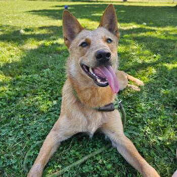 Rescue Australian Cattle Dog Blue Heeler Dogs for Adoption in Philadelphia, Pennsylvania - Toast | PetCurious