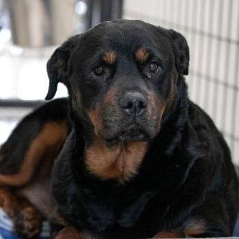 Layla (JN26-11) -  Rottweiler Dog for Adoption in Peyton, Colorado - Layla (JN26-11) | PetCurious
