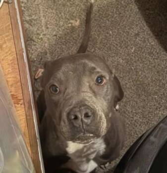 Pit Bull Terrier Dogs Available for Adoption in Tracy, California - A047231 | PetCurious