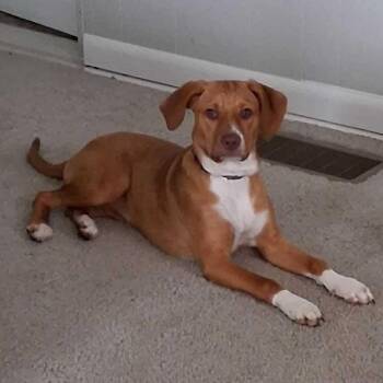Daisy -  Beagle Dog for Adoption in Westland, Michigan - Daisy | PetCurious
