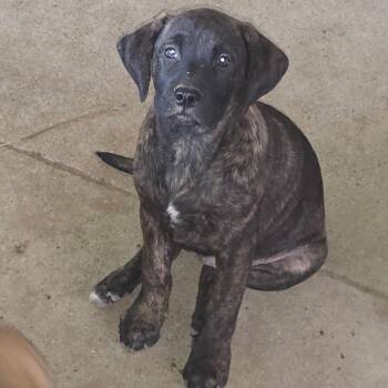 Rip -  Plott Hound and Black Mouth Cur Dog for Adoption in Mooresville, Indiana - Rip | PetCurious
