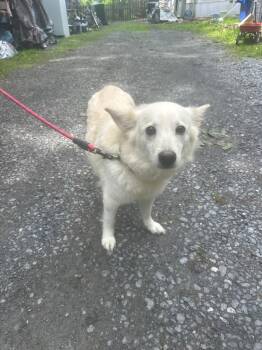 Pomeranian and Husky Dogs Available for Adoption in Pine Grove, Pennsylvania - Luna 2 | PetCurious