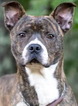 Rescue Mixed Breed Dogs for Adoption in Fairfield, New Jersey - Fred | PetCurious