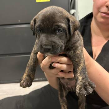 Labrador Retriever and Pit Bull Terrier Dogs Available for Adoption in Waldorf, Maryland - Rubble | PetCurious