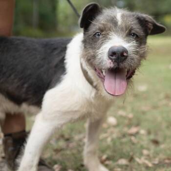 Rescue Schnauzer and Terrier Dogs for Adoption in Calera, Alabama - McGraw | PetCurious