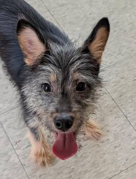 Yorkshire Terrier Dogs Available for Adoption in Plano, Texas - Osito A217204 | PetCurious