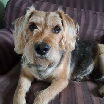 B.B. (Butter Bread) -  Wirehaired Terrier Dog Available for Adoption in Milford, Iowa - B.B. (Butter Bread) | PetCurious