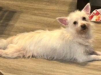 Cornelius -  West Highland White Terrier Westie Dog for Adoption in Alexander, Arkansas - Cornelius | PetCurious